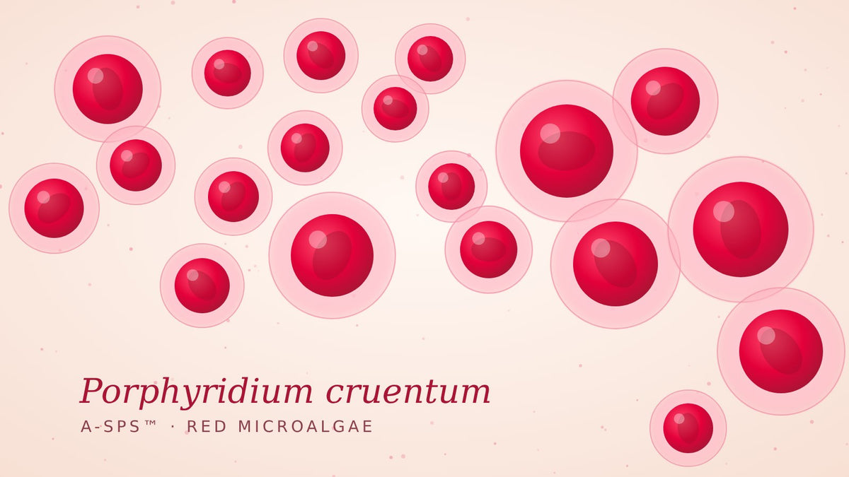 איור של המיקרו־אצה האדומה Porphyridium cruentum על רקע ורוד בהיר